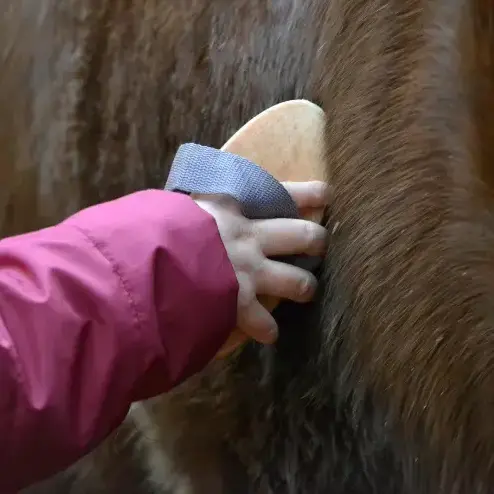 ferme équestre Daoulas-1