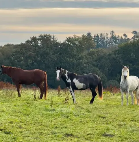 ferme équestre Daoulas-5