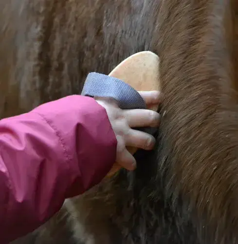 ferme équestre Guipavas-1