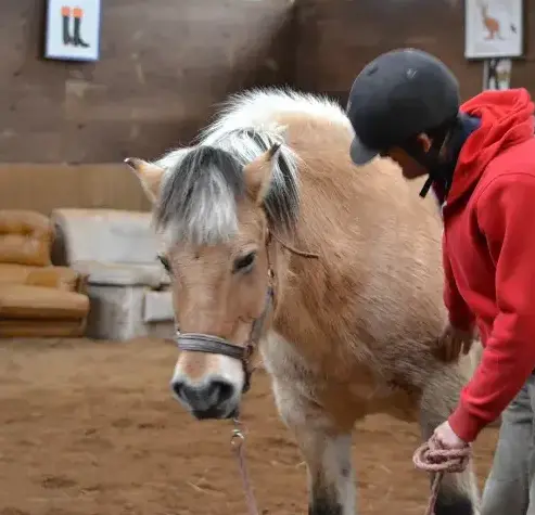 ferme équestre à Guipavas - image 3