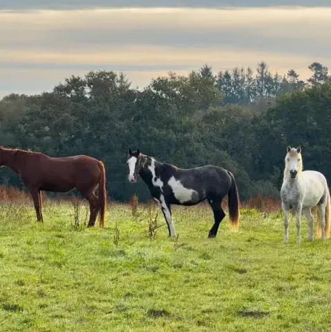 ferme équestre Guipavas-5