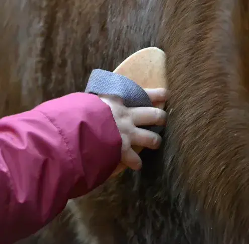 ferme équestre à Landerneau - image 2