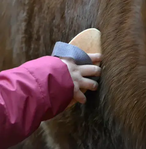 ferme équestre Landivisiau-1