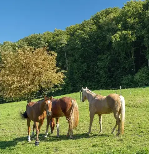 ferme équestre Landivisiau-5