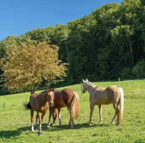 ferme équestre Lesneven-1