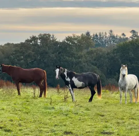 ferme équestre à Lesneven - image 2