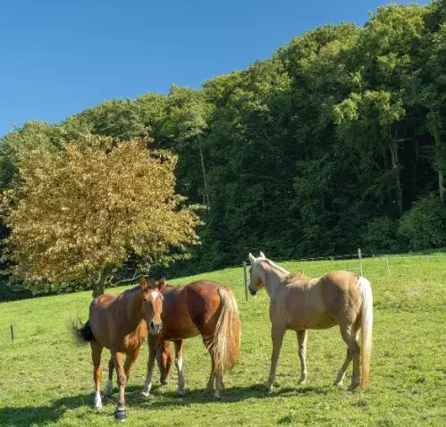 ferme équestre Sizun-1
