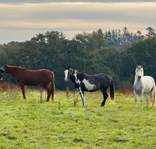 ferme équestre à Sizun - image 4