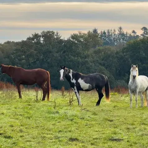 pension chevaux à Daoulas - image 3