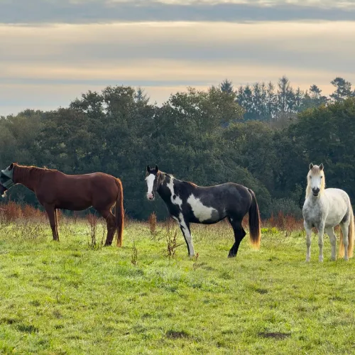 pension chevaux daoulas