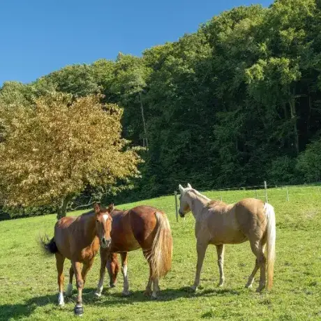 pension chevaux à Dirinon - image 3