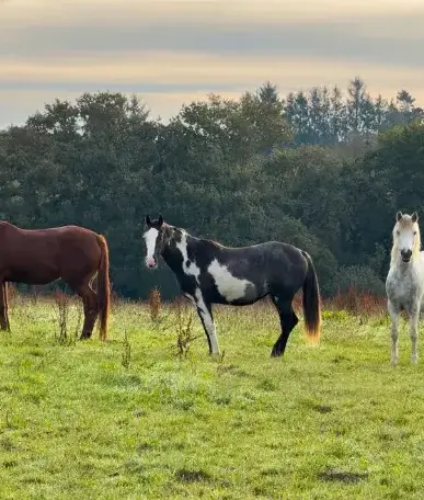 pension chevaux Guipavas-1