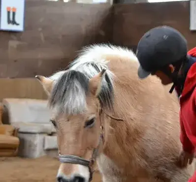 pension chevaux à Guipavas - image 3