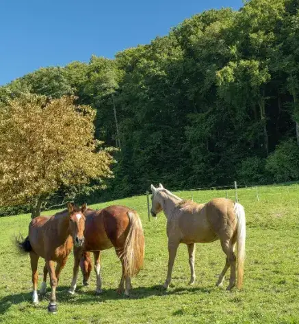 pension chevaux à Guipavas - image 4