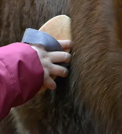 pension chevaux Guipavas-5