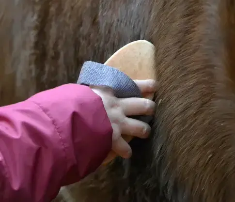 pension chevaux Landerneau-1