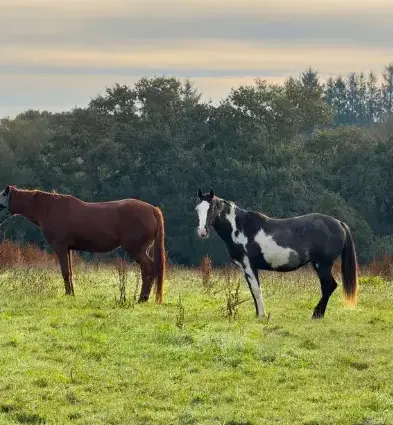 pension chevaux à Landerneau - image 2