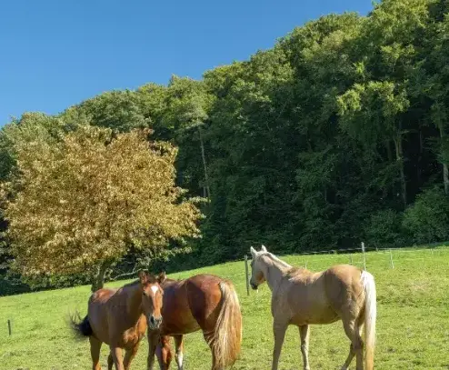 pension chevaux à Landerneau - image 4