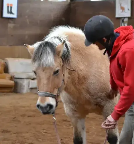 pension chevaux Landerneau-5