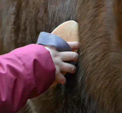 pension chevaux à Landivisiau - image 2