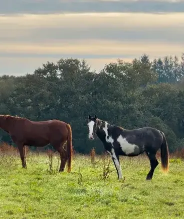 pension chevaux à Landivisiau - image 3