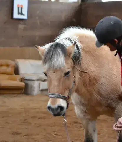 pension chevaux à Landivisiau - image 4