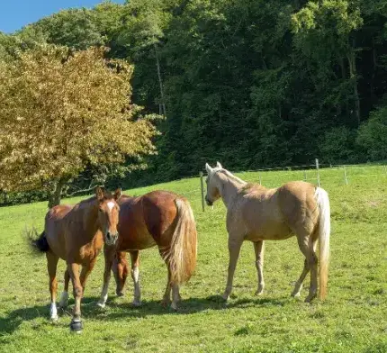 pension chevaux Landivisiau-5