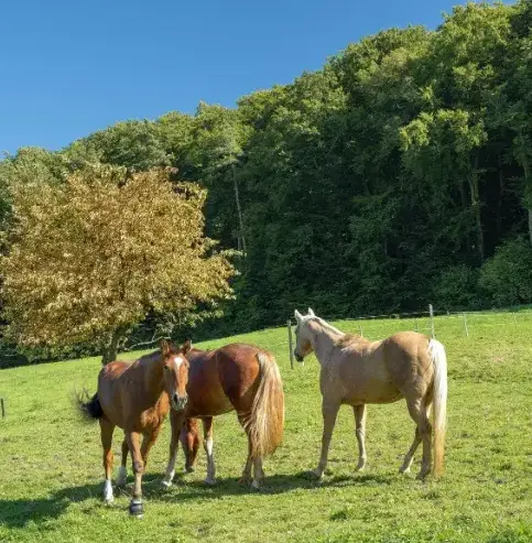 pension chevaux Lesneven-1