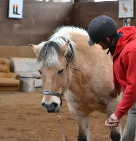 pension chevaux à Lesneven - image 2