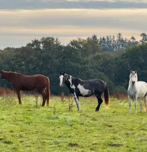 pension chevaux à Lesneven - image 3