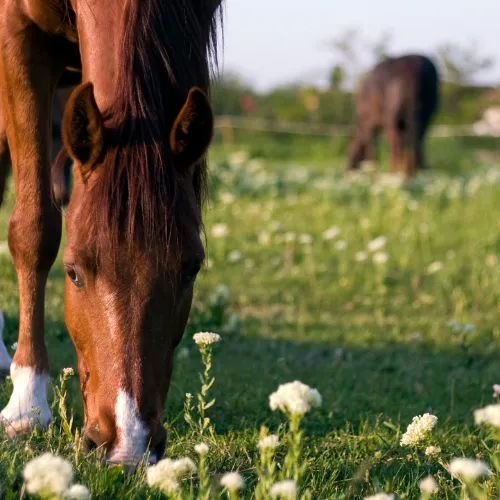pension chevaux lesneven