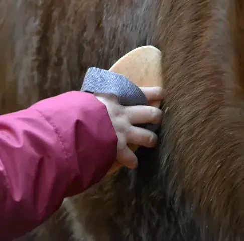 pension chevaux à Lesneven - image 4