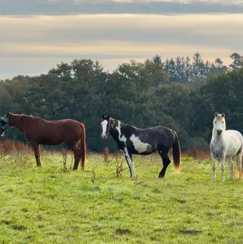 pension chevaux Sizun-1