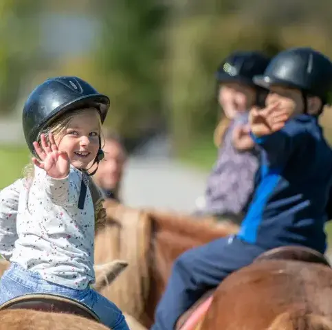 pension chevaux à Sizun - image 2