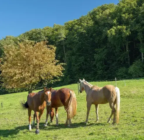 pension chevaux à Sizun - image 3