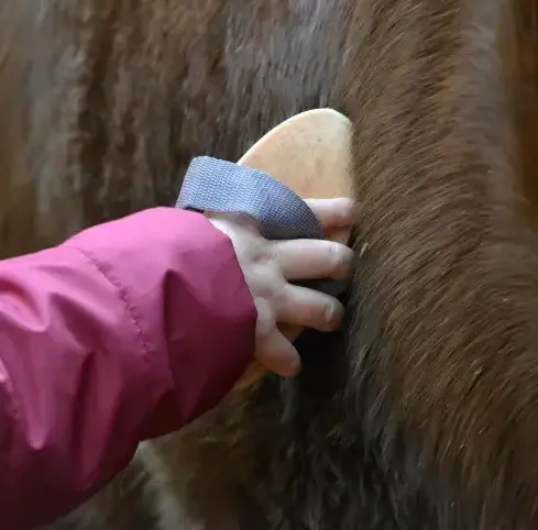 pension chevaux Sizun-5